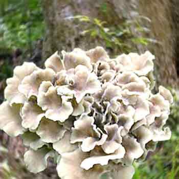 Условно съедобные грибы грифола