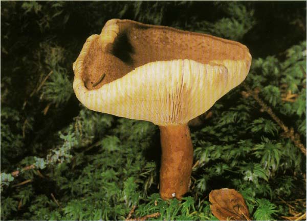 Ядовитый гриб груздь несъедобный