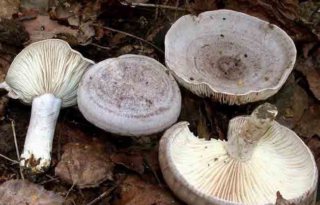 Съедобный гриб груздь серо-лиловатый