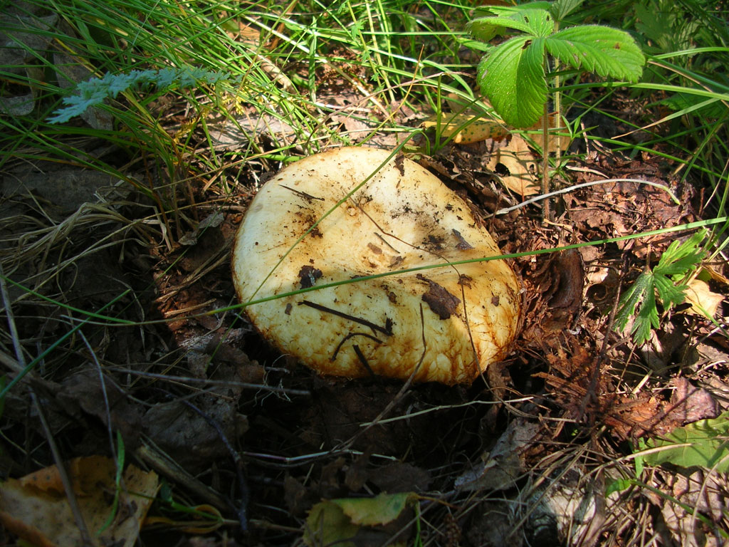 Условно съедобные грибы грузди