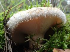 Съедобный гриб груздь настоящий
