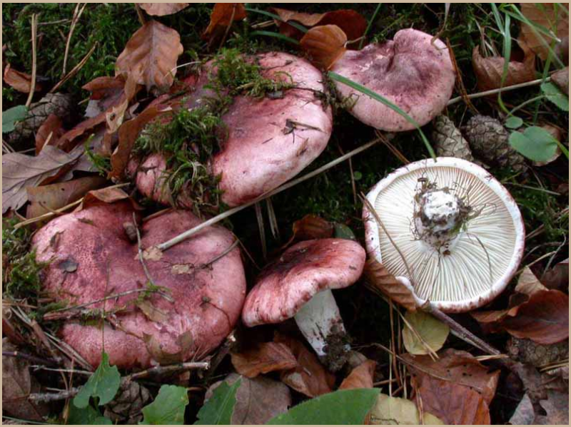 Условно съедобные грибы гигрофоры