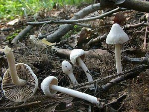 Ядовитый гриб иноцибе обыкновенный
