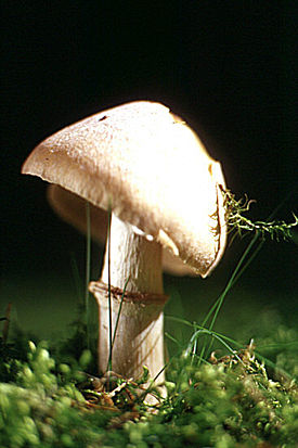 Съедобный гриб колпак кольчатый