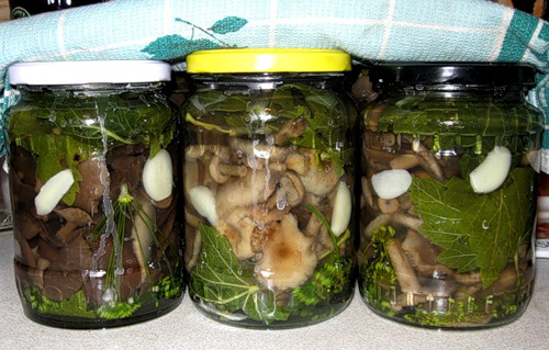 Приготовление консервированых грибов