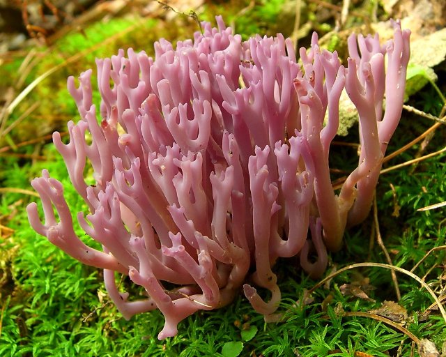 Малоизвестный коралловый гриб