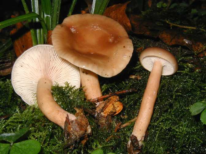 Условно-съедобный гриб краснушка