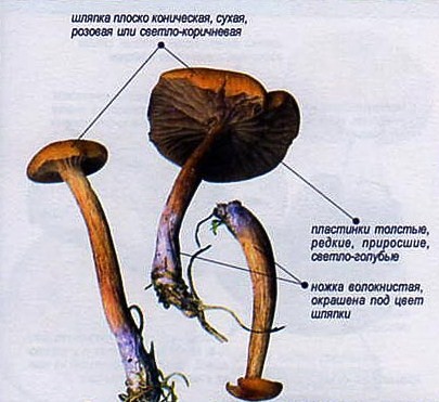 Лаковица двуцветная в разрезе