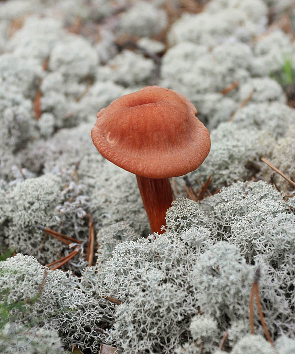 Условно съедобный гриб лаковица двуцветная
