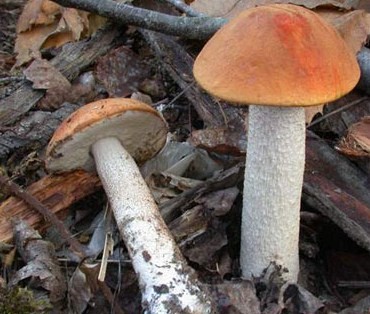 Съедобный гриб подосиновик красный