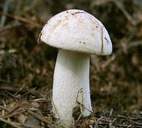 Съедобный гриб подосиновик белый