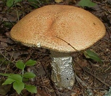 Съедобный гриб подберезовик желто-бурый