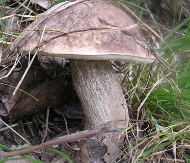Съедобный гриб подберезовик пестрый