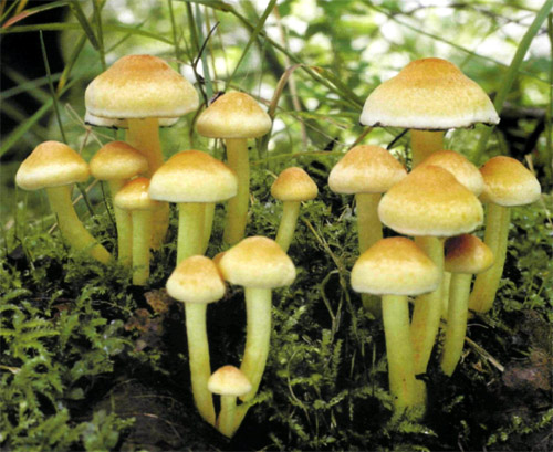 Ядовитый гриб ложноопенок серно-желтый