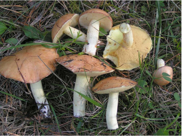 Виды съедобных грибов маслят