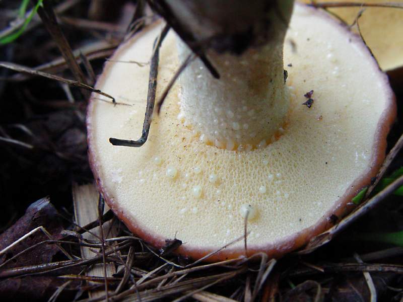 Съедобный гриб масленок зернистый