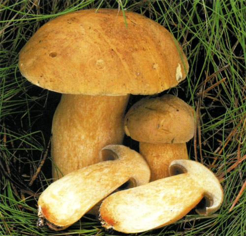 Съедобный гриб масленок желто-бурый