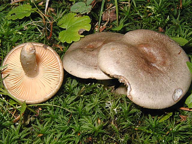 Род пластинчатых грибов Млечник