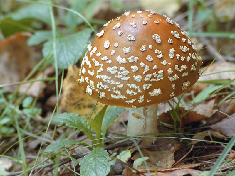 Риски отравления грибами