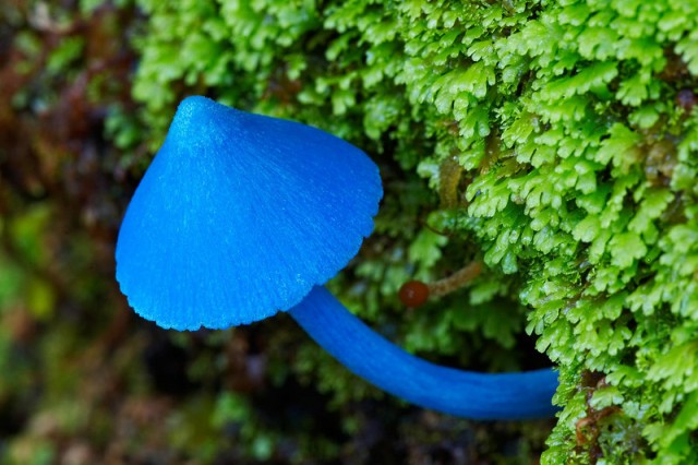 Малоизвестный небесно голубой гриб