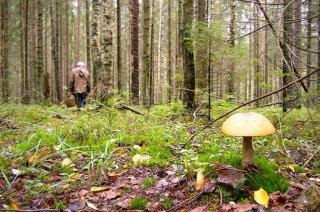 Советы по сбору грибов в лесу