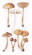 Виды съедобных грибов опята