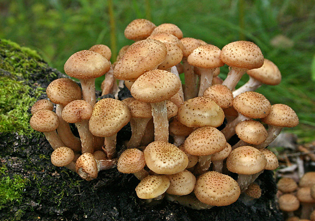 Сбор грибов осенью