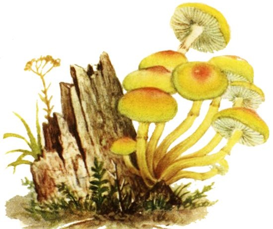 Ядовитый гриб опенок серно-желтый ложный
