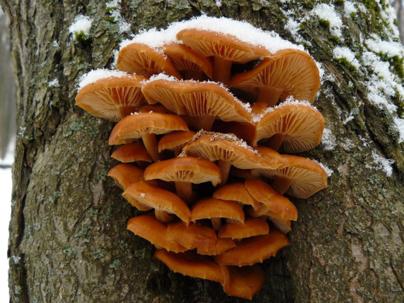 Съедобный гриб опенок зимний