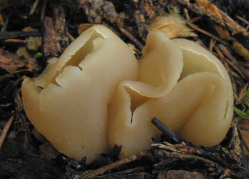 Врелители садовых грибов