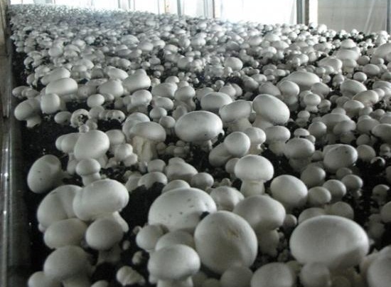 Способы переработки грибов