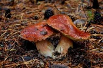 Уникальные виды грибов в Алтайском крае