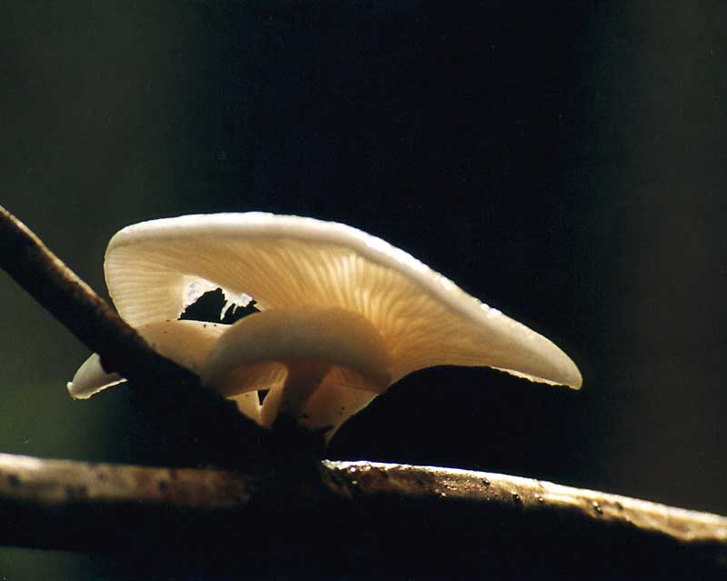 Условно съедобные грибы вешенка