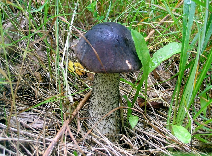 Съедобный гриб подберезовик черный