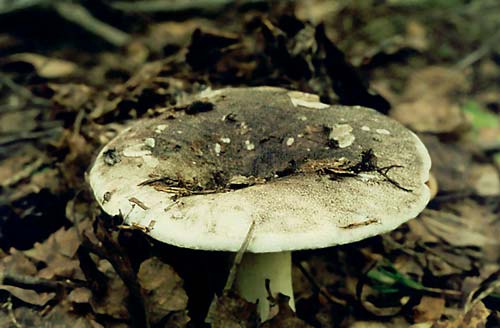 Условно съедобные грибы подгруздки