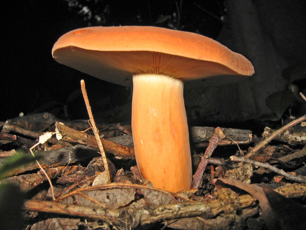 Съедобный гриб подмолочник