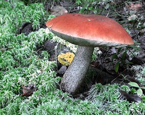 Съедобный гриб подосиновик красно - бурый