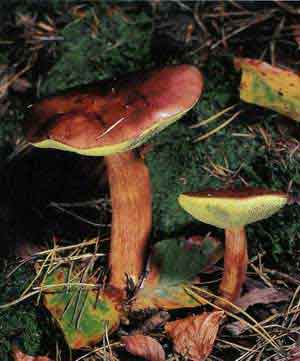 Съедобный польский гриб