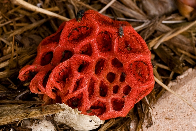Малоизвестный гриб решеточник красный