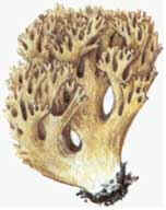 Малоизвестный гриб рогатик жёлтый