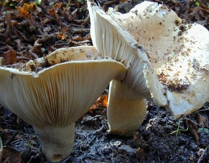 Условно съедобный гриб подгруздок белый