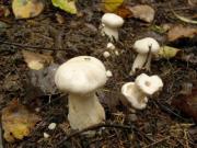 Условно-съедобные грибы рядовка