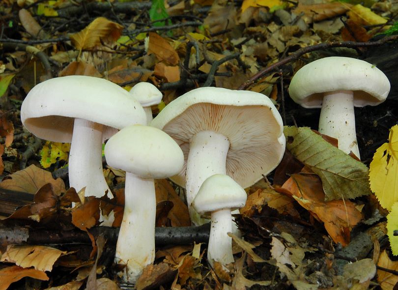 Условно-съедобный гриб рядовка белая