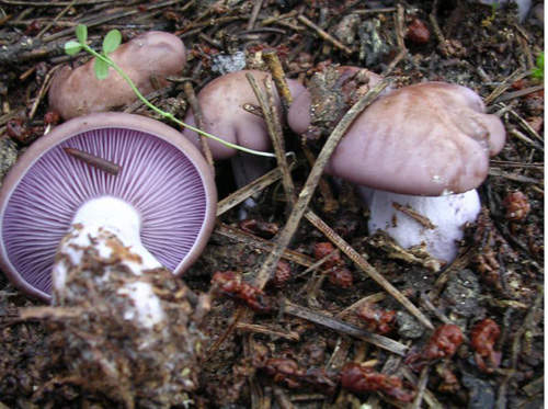 Условно-съедобный гриб рядовка фиолетовая