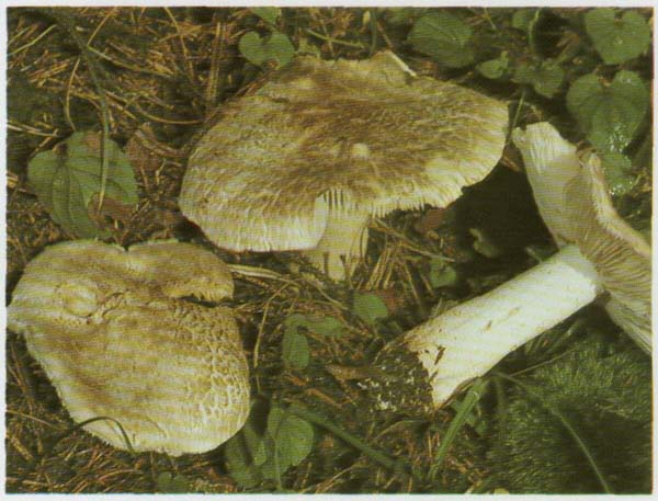 Желудочно-кишечные отравления грибами