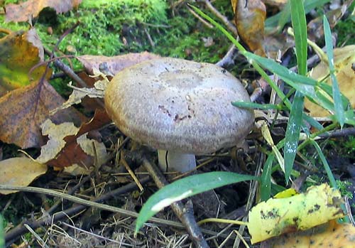 Условно-съедобные грибы серушка