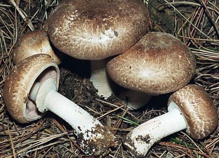 Съедобный гриб шампиньон лесной