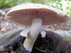 Съедобный гриб шампиньон обыкновенный