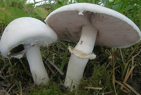 Съедобный гриб шампиньон полевой
