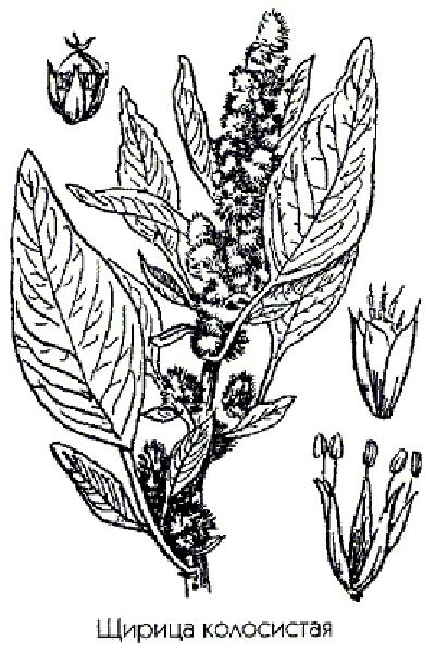Лекарственное растение щирица колосистая